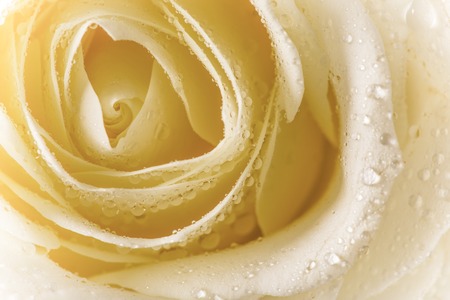 Natural tint yellow roses background, close-up の写真素材