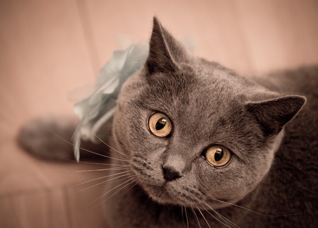 British short-hair cat close-up 