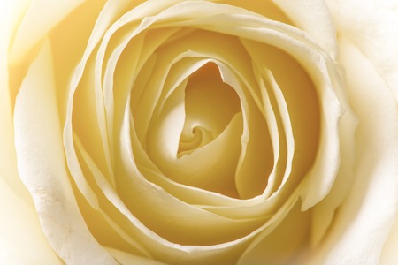 Natural tint yellow roses background, close-up.の写真素材