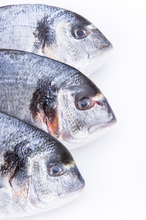 Fresh Dorado fishes on a white backgroundの写真素材