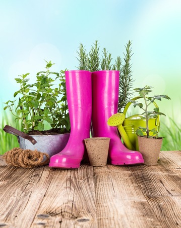 Outdoor gardening tools and herbs, close-up の写真素材