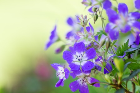 Beautiful flowers background, close-up 
