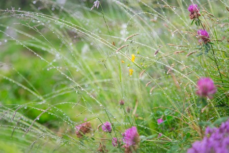 Beautiful flowers background, close-up の写真素材