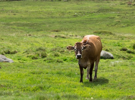Cow on meadow at the Alpsの写真素材