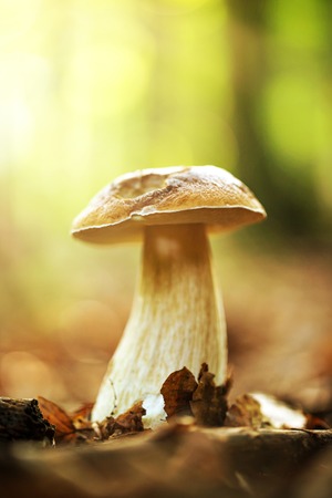 Boletus edulis in the forest during autumn dayの写真素材