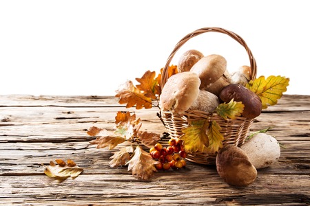 Ceps on wooden table, autumn harvest cropの写真素材