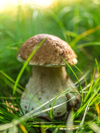 Boletus edulis in the forest during autumn dayの写真素材