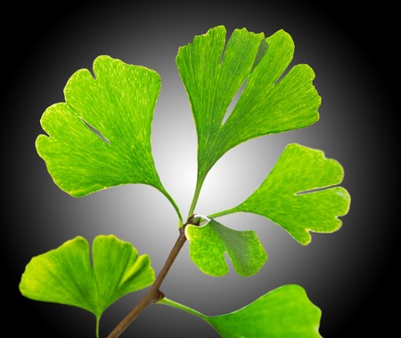 03beafa5-1d4b-429b-b190-fe77daee190fの写真素材