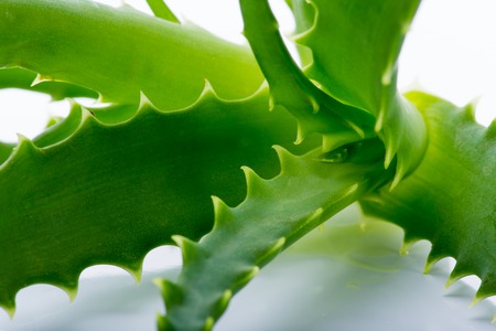 Aloe vera close-up.の写真素材