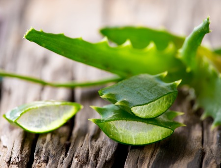 Aloe Vera leaves on wooden backgroundの写真素材