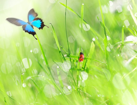 Fresh green grass with water droplet in sunshine(Shallow Dof)の写真素材