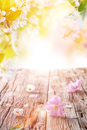 Spring border with beautiful blossomの写真素材