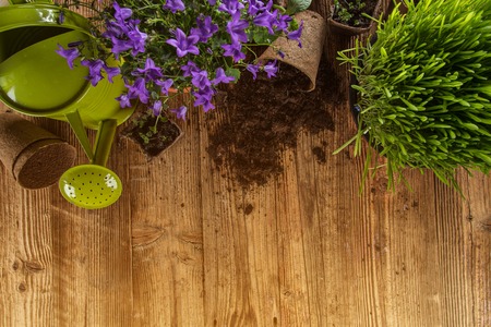 Outdoor gardening tools, plants and can, close-up.の写真素材
