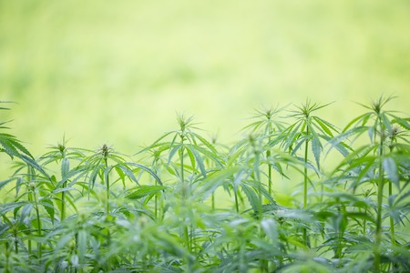 Young cannabis plant, marijuana close-up.の写真素材