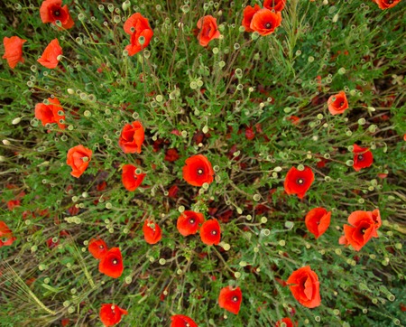 Poppy flowers, close-up.の写真素材