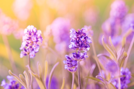 Beautiful Lavender flowers background, close up.の写真素材
