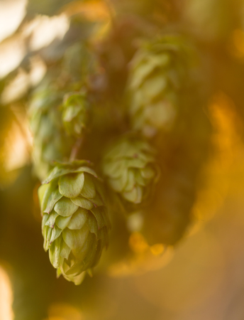 Detail of fresh hops cones, close-up.