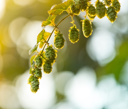 Detail of fresh hops cones, close-up.