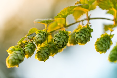 Detail of fresh hops cones, close-up.