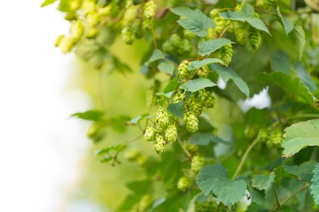 Detail of fresh hops cones, close-up.