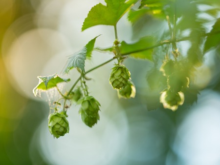 Detail of fresh hops cones, close-up.の写真素材
