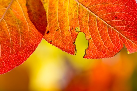 Colorful autumnal background with leaves, close-up