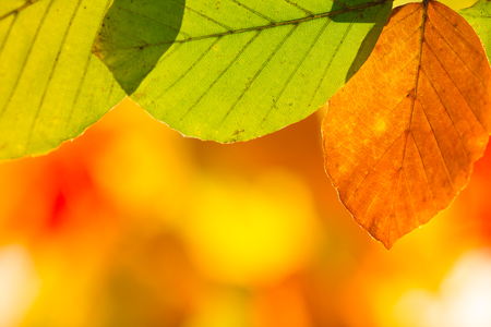 Colorful autumnal background with leaves, close-upの写真素材