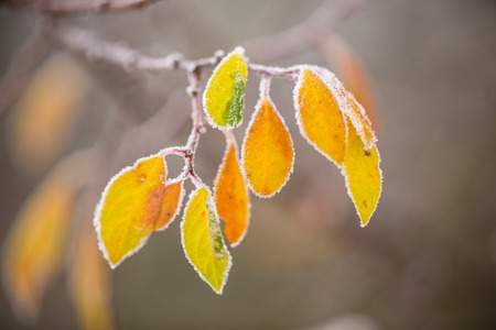 Beautiful frozen tree branch and bright orange leaves covered with rimeの写真素材
