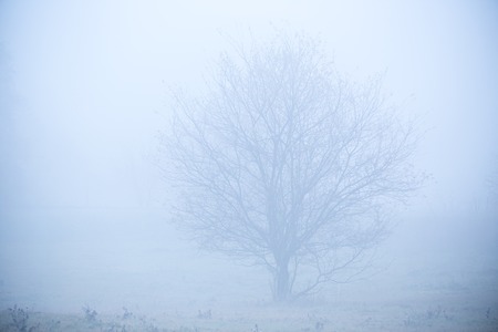 Beautiful frozen tree during autumn morningの写真素材