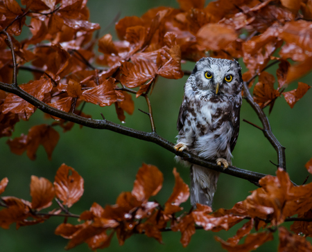 Boreal owl in the orange larch autumn tree, close-up.の写真素材