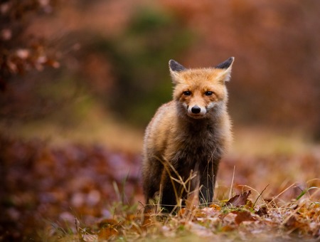 Fox (Vulpes vulpes) hunting in europe forest