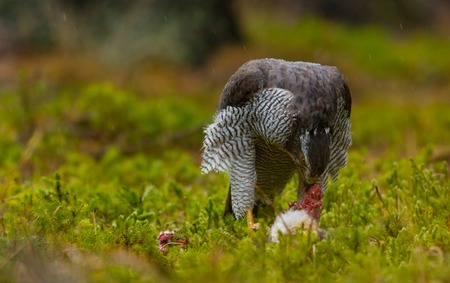 A male Goshawk feeding on young rabbit in forest.の写真素材