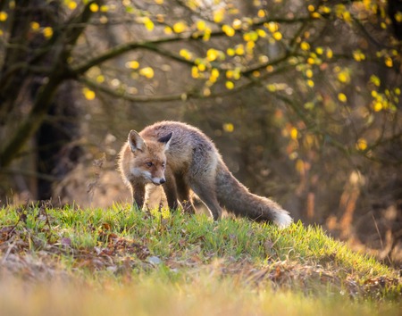 Fox (Vulpes vulpes) hunting in europe forestの写真素材