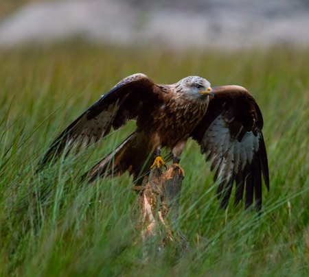 White tailed eagle sitting on old branche.の写真素材