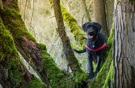 Beautiful mutt black dog Amy in forest, close-up.