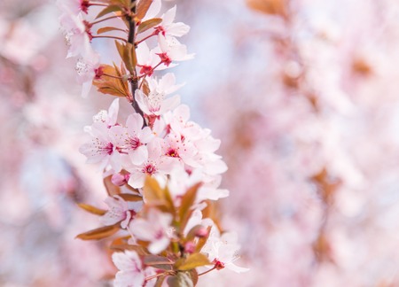 Spring border background with pink blossom, close-up.の写真素材