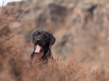 Beautiful mutt black dog Amy on mountains, close-up.