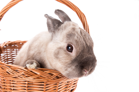 Funny little rabbit. Easter background. Close-up.の写真素材