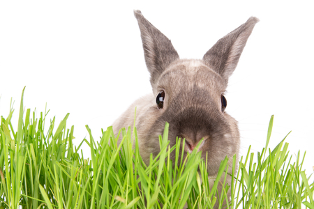 Funny little rabbit. Easter background. Close-up.の写真素材