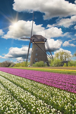 Windmill with beautiful tulip field in Holland.の写真素材