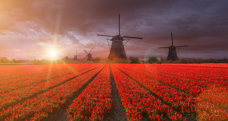 Windmill with beautiful tulip field during sunset in Holland.の写真素材