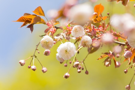 Spring border background with white blossom, close-up.の写真素材
