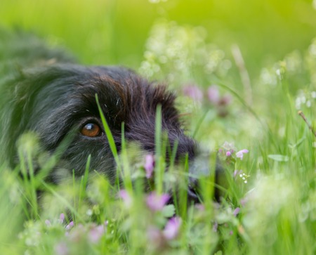Beautiful mutt black dog Amy in forest hut, close-up.の写真素材