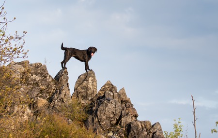 Beautiful mutt black dog Amy on mountain rock, close-up.の写真素材