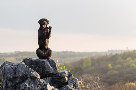 Beautiful mutt black dog Amy on mountain rock, close-up.の写真素材