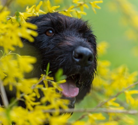 Beautiful mutt black dog Amy in forest hut, close-up.の写真素材