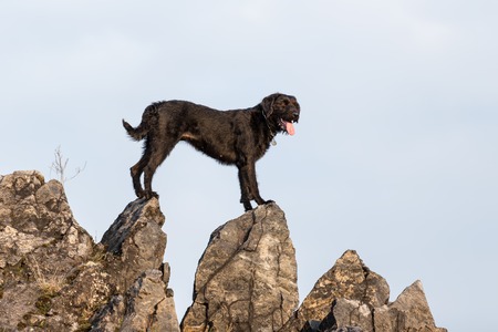 Beautiful mutt black dog Amy on mountain rock, close-up.の写真素材