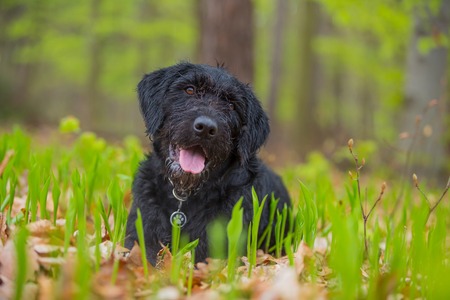 Beautiful mutt black dog Amy in forest, close-up.