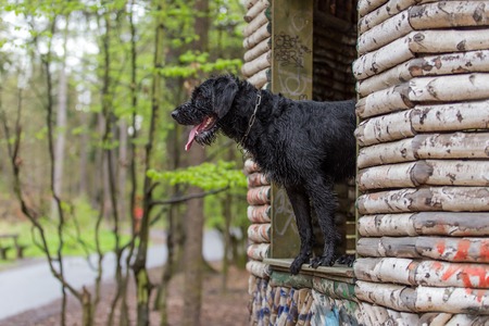 Beautiful mutt black dog Amy in forest hut, close-up.の写真素材
