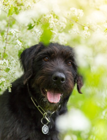 Beautiful black dog posing at spring tree in blossom, close-up.